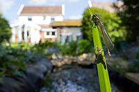 Large red damselfly (Pyrrhosoma nymphula) adult insect freshly emerged from its nymph casing on a reed stem in an urban garden pond, England, United Kingdom [IBR125204200]