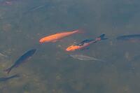 Goldfish (Carassius auratus) adult fish in a garden pond, England, United Kingdom [IBR125204201]