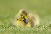 Canada goose (Branta canadensis) juvenile baby gosling bird sleeping on grass, England, United Kingdom [IBR125204202]