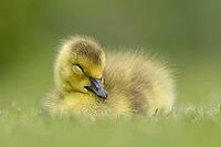 Canada goose (Branta canadensis) juvenile baby gosling bird sleeping on grass, England, United Kingdom [IBR125204203]