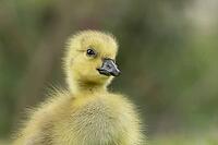 Canada goose (Branta canadensis) juvenile baby gosling bird head portrait, England, United Kingdom [IBR125204204]