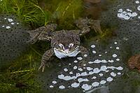 Common frog (Rana temporaria) adult amphibian amongst spawn eggs on the water surface of a garden pond in spring, England, United Kingdom [IBR125204206]