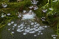 Common frog (Rana temporaria) adult amphibian amongst spawn eggs on the water surface of a garden pond in spring, England, United Kingdom [IBR125204207]