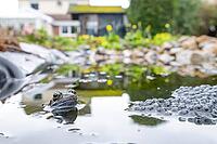 Common frog (Rana temporaria) adult amphibian amongst spawn eggs on the water surface of an urban garden pond in spring, England, United Kingdom [IBR125204211]