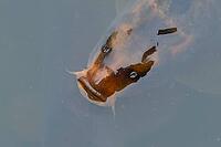 Common carp (Cyprinus carpio) adult fish on the water surface of a pond, England, United Kingdom [IBR125204212]