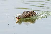 Mallard duck (Anas platyrhynchos) adult female bird catching damselflies for food on the water surface of a lake in summer, England, United Kingdom [IBR125204214]