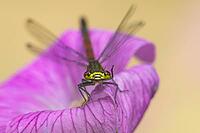 Large red damselfly (Pyrrhosoma nymphula) adult insect on a garden pink geranium flower in summer, England, United Kingdom [IBR125204215]