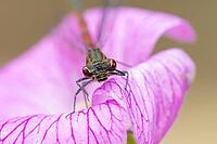 Large red damselfly (Pyrrhosoma nymphula) adult insect on a garden pink geranium flower in summer, England, United Kingdom [IBR125204216]