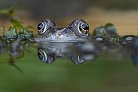 Common frog (Rana temporaria) adult amphibian amongst spawn eggs on the water surface of a garden pond in spring, England, United Kingdom [IBR125204217]