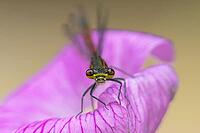 Large red damselfly (Pyrrhosoma nymphula) adult insect on a garden pink geranium flower in summer, England, United Kingdom [IBR125204218]