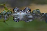 Common frog (Rana temporaria) adult amphibian amongst spawn eggs on the water surface of a garden pond in spring, England, United Kingdom [IBR125204219]