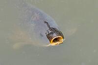 Common carp (Cyprinus carpio) adult fish on the water surface of a pond, England, United Kingdom [IBR125204220]