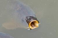 Common carp (Cyprinus carpio) adult fish on the water surface of a pond, England, United Kingdom [IBR125204221]