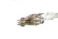 Mallard duck (Anas platyrhynchos) adult female bird catching damselflies for food on the water surface of a lake in summer, England, United Kingdom [IBR125204222]