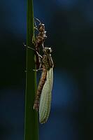 Large red damselfly (Pyrrhosoma nymphula) adult insect freshly emerged from its nymph casing on a reed stem in a garden pond, England, United Kingdom [IBR125204223]