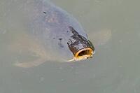 Common carp (Cyprinus carpio) adult fish on the water surface of a pond, England, United Kingdom [IBR125204224]