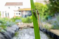 Large red damselfly (Pyrrhosoma nymphula) adult insect freshly emerged from its nymph casing on a reed stem in an urban garden pond, England, United Kingdom [IBR125204225]