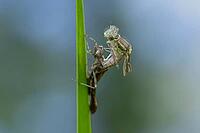 Large red damselfly (Pyrrhosoma nymphula) adult insect freshly emerged from its nymph casing on a reed stem in a garden pond, England, United Kingdom [IBR125204226]