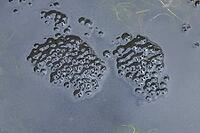 Common frog (Rana temporaria) spawn eggs in a garden pond in spring, England, United Kingdom [IBR125204227]