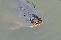 Common carp (Cyprinus carpio) adult fish on the water surface of a pond, England, United Kingdom [IBR125204228]
