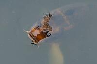 Common carp (Cyprinus carpio) adult fish on the water surface of a pond, England, United Kingdom [IBR125204230]