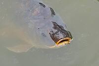 Common carp (Cyprinus carpio) adult fish on the water surface of a pond, England, United Kingdom [IBR125204231]