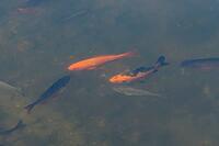 Goldfish (Carassius auratus) adult fish in a garden pond, England, United Kingdom [IBR125204233]