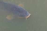 Common carp (Cyprinus carpio) adult fish on the water surface of a pond, England, United Kingdom [IBR125204234]