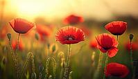 Close-Up View Of Stunning Poppies In Evening Light In Nature. Red Poppies In A Natural Spring Summer Landscape With Soft Selective Focus, AI generated [IBR125229871]