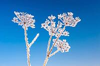 Tansy (Tanacetum vulgare) covered in hoar frost, Oldenburg Münsterland, Vechta, Lower Saxony, Germany [IBR125237469]