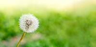 Banner close-up of a dandelion seed head on a blurred green background. The white fluffy seeds are ready to disperse in the wind. summer symbol [IBR125237472]