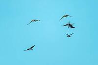 Black-tailed gown Limosa limosa) in flight hunts jackdaws as nest thieves, De Waal, Texel, Netherlands [IBR125237474]