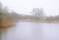 Fog morning at Dümmer, Dümmer, Hüde, Lower Saxony, Germany [IBR125237475]