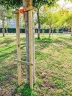 Young tree supported with wooden stakes in urban park. City greening, sustainable landscaping and environmental development. Summer sunny day [IBR125237478]