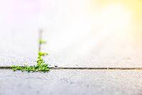 A fragile green sprout breaking through concrete. Symbol of resilience, quiet strength, and hope rising against urban pressure, new life. [IBR125237480]