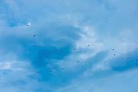 Large flocks of birds are flying in the beautiful blue sky at dawn and dusk. It is a free journey to find food. It is a beautiful, mystical rural setting. [IBR125237485]