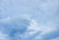 A flock of birds flying in a cloudy sky. The scene captures various birds in formation against a backdrop of blue and gray clouds [IBR125237486]