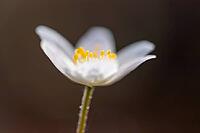 Wood anemone (Anemone nemorosa), in bloom, Vechta, Lower Saxony, Germany [IBR125237498]
