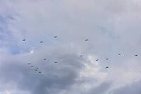 A flock of birds flying in a cloudy sky. The birds are scattered across the horizon, creating a dynamic scene against the gray clouds [IBR125237501]
