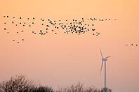Cranes fly near a wind turbine, Rehden, Lower Saxony, Germany [IBR125237507]