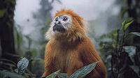 An adult snub-nosed golden money in its natural habitat. He is looking off into distance with a thoughtful expression. Exotic jungle background, AI generated [IBR125237524]