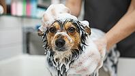 A dog at the groomer's getting a soapy bath. Man's best friend. Cooperative puppy, AI generated [IBR125237532]