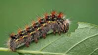 Macro close-up of a spiny, hairy caterpillar with black, yellow, and rust-colored bristles chewing the edge of a green leaf against a soft natural background, AI generated [IBR125237536]