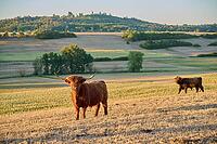 Parched meadows in the heat summer 2026 near Oberspeltach, Frankenhardt-Oberspeltach, Frankenhardt, Burgbergturm, drought, heat stress, drought stress, drought, climate change, summer, midsummer, August, pasture, grazing, cattle, Scottish highland cattle, [IBR125237546]