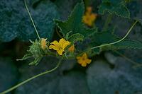 Mildew in vegetable patch, fungal disease, drought, warmth, disease, vegetables, garden, Schwäbisch Hall, Germany [IBR125237547]