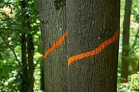 Marking on a tree in a gorge forest for removal, wood felling, tree felling, forestry, Schwäbisch Hall, Badersklinge, Klinge, forest brook, Hohenlohe, Germany [IBR125237548]