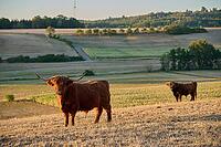 Parched meadows in the heat summer 2026 near Oberspeltach, Frankenhardt-Oberspeltach, Frankenhardt, Burgbergturm, drought, heat stress, drought stress, drought, climate change, summer, midsummer, August, pasture, grazing, cattle, Scottish highland cattle, [IBR125237550]