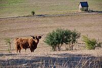 Parched meadows in the heat summer 2026 near Oberspeltach, Frankenhardt-Oberspeltach, Frankenhardt, Burgbergturm, drought, heat stress, drought stress, drought, climate change, summer, midsummer, August, pasture, grazing, cattle, Scottish highland cattle, [IBR125237552]