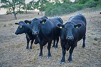 Angus cattle on parched meadow, Vellberg, drought, heat stress, drought, climate change, summer, midsummer, August, pasture, grazing, beef, farm animal, livestock breed, cattle breed, Germany [IBR125237557]