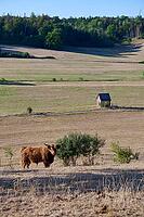 Parched meadows in the heat summer 2026 near Oberspeltach, Frankenhardt-Oberspeltach, Frankenhardt, Burgbergturm, drought, heat stress, drought stress, drought, climate change, summer, midsummer, August, pasture, grazing, cattle, Scottish highland cattle, [IBR125237559]